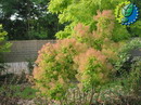 Smoke bush,Eurasian smoke tree